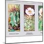 Echinocactus Ingens-null-Mounted Art Print