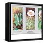 Echinocactus Ingens-null-Framed Stretched Canvas