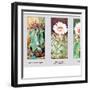 Echinocactus Ingens-null-Framed Art Print