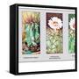 Echinocactus Ingens-null-Framed Stretched Canvas