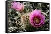 Echinocereus Engelmannii-Erika Craddock-Framed Stretched Canvas