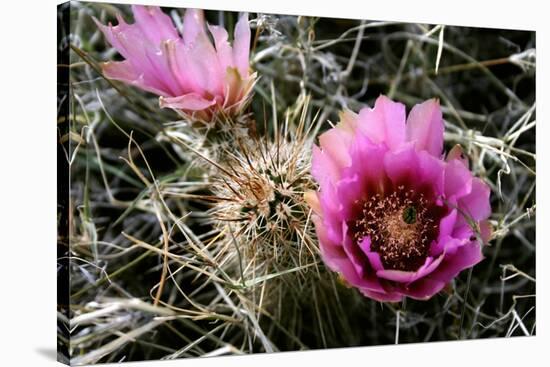 Echinocereus Engelmannii-Erika Craddock-Stretched Canvas