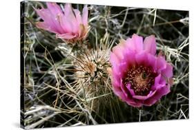 Echinocereus Engelmannii-Erika Craddock-Stretched Canvas