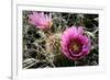 Echinocereus Engelmannii-Erika Craddock-Framed Photographic Print