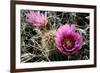 Echinocereus Engelmannii-Erika Craddock-Framed Photographic Print