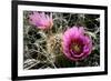 Echinocereus Engelmannii-Erika Craddock-Framed Photographic Print