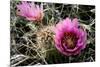 Echinocereus Engelmannii-Erika Craddock-Mounted Photographic Print