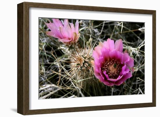 Echinocereus Engelmannii-Erika Craddock-Framed Photographic Print