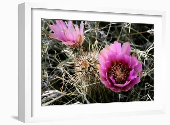 Echinocereus Engelmannii-Erika Craddock-Framed Photographic Print