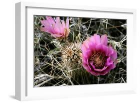 Echinocereus Engelmannii-Erika Craddock-Framed Photographic Print