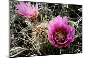 Echinocereus Engelmannii-Erika Craddock-Mounted Photographic Print