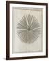 Echinoderm, 18th Century-Middle Temple Library-Framed Photographic Print