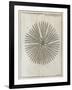 Echinoderm, 18th Century-Middle Temple Library-Framed Photographic Print