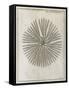 Echinoderm, 18th Century-Middle Temple Library-Framed Stretched Canvas