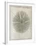 Echinoderm, 18th Century-Middle Temple Library-Framed Photographic Print