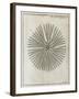 Echinoderm, 18th Century-Middle Temple Library-Framed Photographic Print