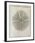 Echinoderm, 18th Century-Middle Temple Library-Framed Photographic Print