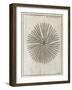 Echinoderm, 18th Century-Middle Temple Library-Framed Photographic Print