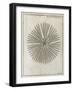 Echinoderm, 18th Century-Middle Temple Library-Framed Photographic Print