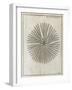 Echinoderm, 18th Century-Middle Temple Library-Framed Photographic Print