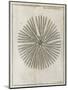 Echinoderm, 18th Century-Middle Temple Library-Mounted Premium Photographic Print