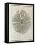 Echinoderm, 18th Century-Middle Temple Library-Framed Stretched Canvas