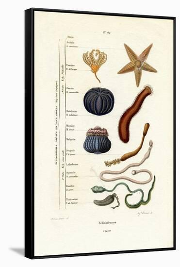 Echinoderms, 1833-39-null-Framed Stretched Canvas