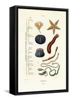 Echinoderms, 1833-39-null-Framed Stretched Canvas
