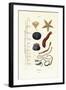 Echinoderms, 1833-39-null-Framed Giclee Print