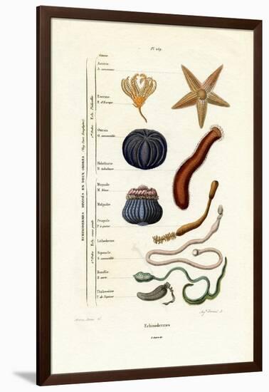 Echinoderms, 1833-39-null-Framed Giclee Print