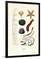 Echinoderms, 1833-39-null-Framed Giclee Print