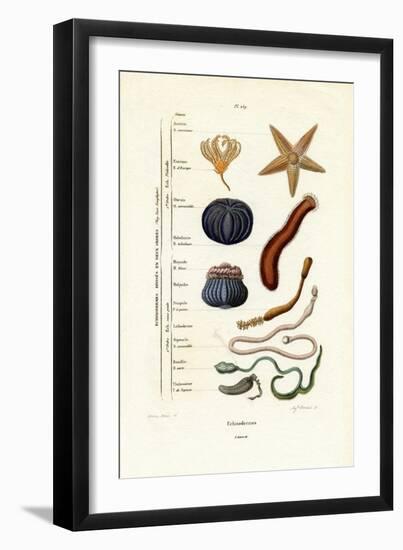 Echinoderms, 1833-39-null-Framed Giclee Print