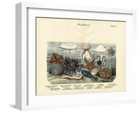 Echinoderms, C.1860-null-Framed Giclee Print