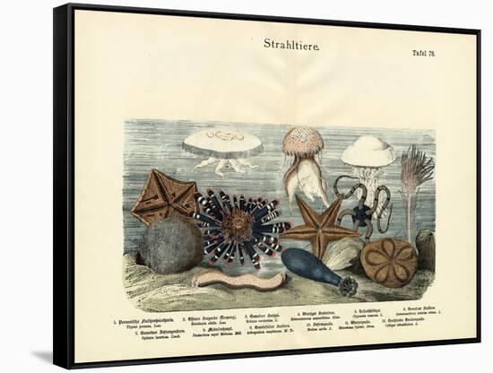 Echinoderms, C.1860-null-Framed Stretched Canvas