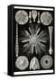 Echinoderms-Ernst Haeckel-Framed Stretched Canvas