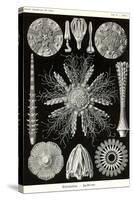 Echinoderms-Ernst Haeckel-Stretched Canvas