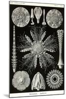 Echinoderms-Ernst Haeckel-Mounted Art Print