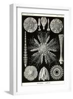 Echinoderms-Ernst Haeckel-Framed Art Print