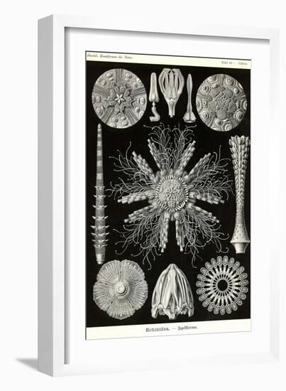 Echinoderms-Ernst Haeckel-Framed Art Print