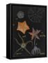 Echinoderms-Philip Henry Gosse-Framed Stretched Canvas