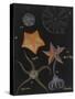 Echinoderms-Philip Henry Gosse-Stretched Canvas