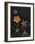 Echinoderms-Philip Henry Gosse-Framed Giclee Print