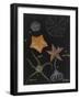 Echinoderms-Philip Henry Gosse-Framed Giclee Print