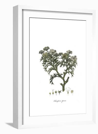 Echinophora spinosa, Flora Graeca-Ferdinand Bauer-Framed Giclee Print