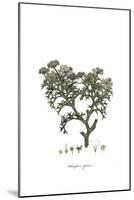 Echinophora spinosa, Flora Graeca-Ferdinand Bauer-Mounted Giclee Print