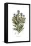 Echinops lanuginosus,  Flora Graeca-Ferdinand Bauer-Framed Stretched Canvas