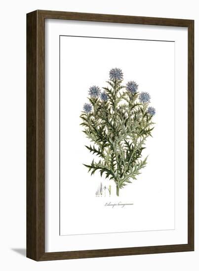 Echinops lanuginosus,  Flora Graeca-Ferdinand Bauer-Framed Giclee Print