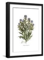 Echinops lanuginosus,  Flora Graeca-Ferdinand Bauer-Framed Giclee Print