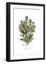 Echinops lanuginosus,  Flora Graeca-Ferdinand Bauer-Framed Giclee Print