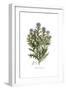 Echinops lanuginosus,  Flora Graeca-Ferdinand Bauer-Framed Giclee Print